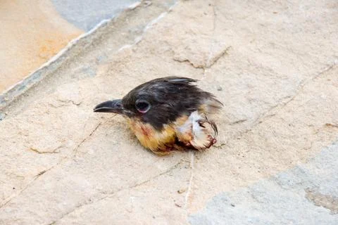 Dead bird head Foto stock