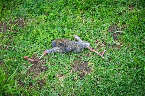 Dead bird laying on the grass Stock Photos