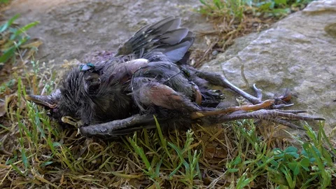 Dead bird lies on the grass. Stock Footage 92785172