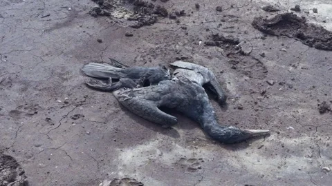 A dead bird lies on the ground, surrounded by dry and cracked soil Stock Footage 304321736
