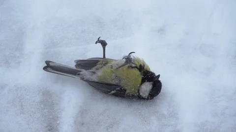 A dead bird lies in the winter Stock-Footage 269547203