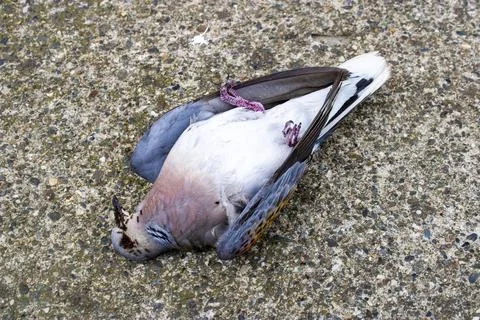 Dead Bird Lying on Asphalt Surface Stock Photos