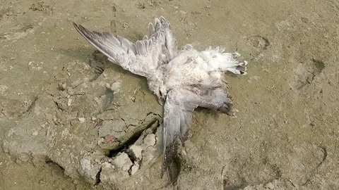Dead bird lying at the bottom of a dried-up riverbed 스톡 동영상 342335771