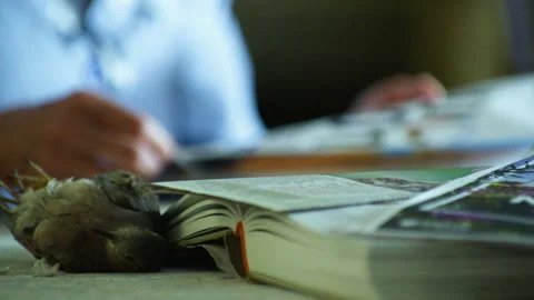 Dead bird lying on desk next to book Stock Footage 328192480