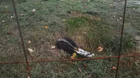 Death and Decaying Bird Stock Video Footage | Royalty Free Death and ...
