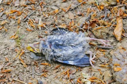 The dead bird lying on the ground Foto stock