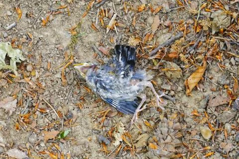 The dead bird lying on the ground Stock Photos