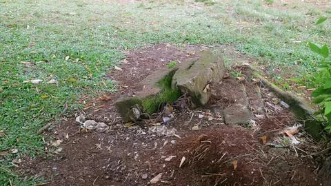 Dead bird lying on the ground with trash and dirt Stock Photos