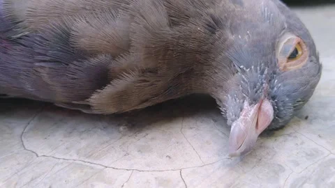 Dead Bird Lying on Outdoor Ground Stock Footage 344832676