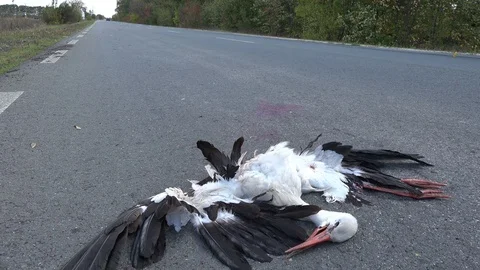 Dead bird lying in the road after being knocked down by a car Stock Footage 96386720