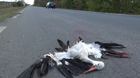 Dead bird lying in the road after being knocked down by a car Vidéo 96386874