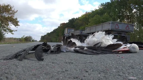 Dead bird lying in the road after being knocked down by a car Stock Footage 96387143