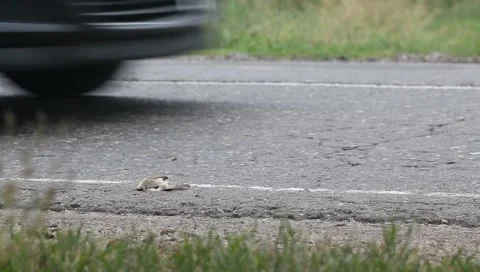 Dead bird lying at the side of highway. A bird hit by a car on the asphalt. Stock Footage 159510210