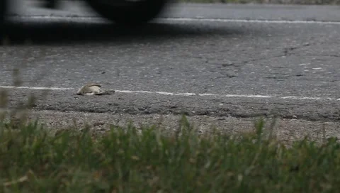 Dead bird lying at the side of highway. A bird hit by a car on the asphalt. Stock Footage 159510257