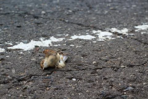 Dead bird lying at the side of highway. A sparrow hit by a car on the asphalt Stock Photos