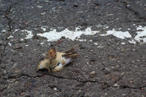Dead bird lying at the side of highway. A sparrow hit by a car on the asphalt Stock Photos