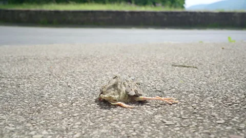 Dead bird lying on sidewalk 4k 25p Stock Footage 132340091
