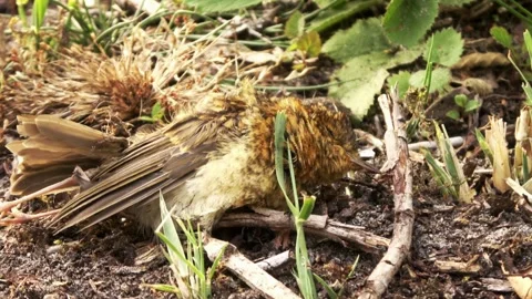 Dead bird in nature reserve Stock Footage 252176396