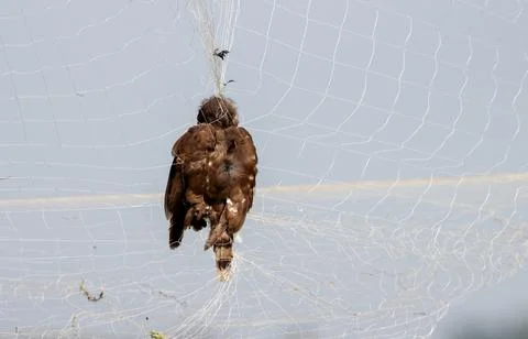 Dead bird on net. Stock Photos