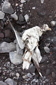 Dead bird Stock Photos