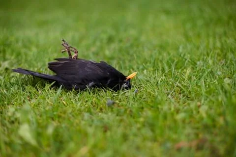 Dead bird Stock Photos