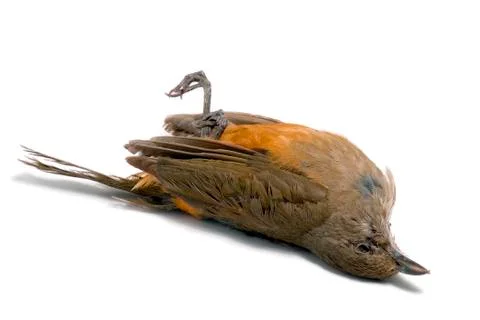 Dead bird Stock Photos
