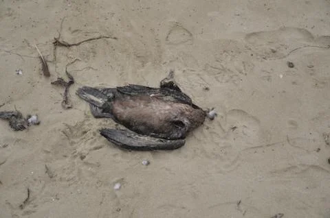 Dead bird Stock Photos