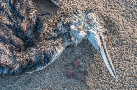 Dead bird Stock Photos