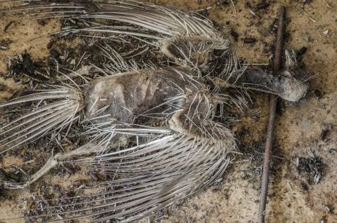 Dead bird Stock Photos