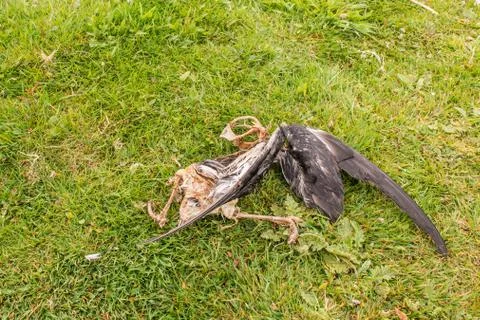 Dead bird Stock Photos