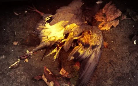 Dead bird Stock Photos