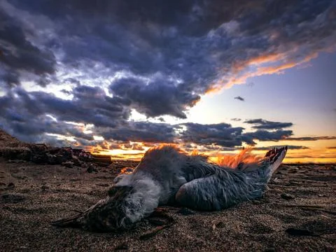 A dead bird Stock Photos