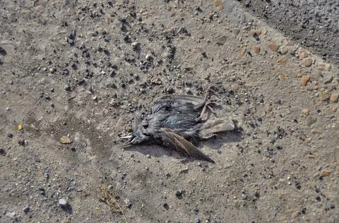 Dead Bird Stock Photos