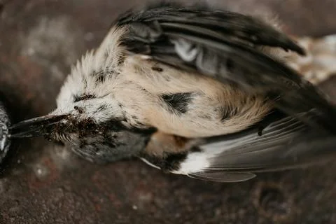 The dead bird Stockfoto's