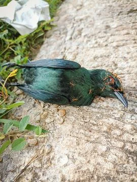 Dead bird Stock Photos