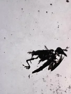 Dead Bird Stock Photos