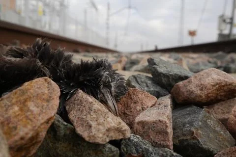 Dead bird on a rails of the train track Stock Photos