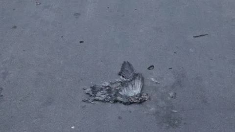 Dead bird remains with feathers on cracked concrete pavement Stock-Footage 335583988