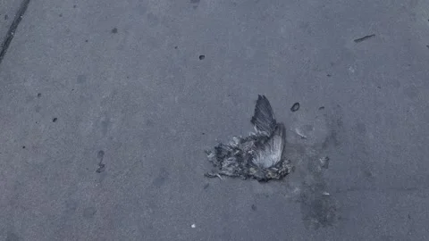 Dead bird remains with feathers on cracked concrete pavement Stock-Footage 335583997