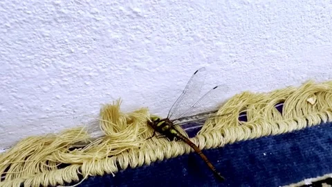 Dead Bird Resembling Insect Lying on House Lobby Floor Stock Footage 339528597