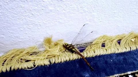 Dead Bird Resembling Insect Lying on House Lobby Floor Stockbeeldmateriaal 339528648