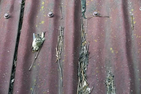 Dead bird on a rooftop 写真素材