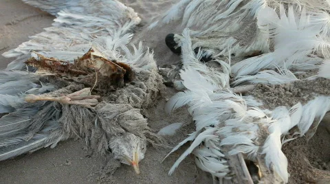Dead bird in sandy beach 스톡 동영상 693841