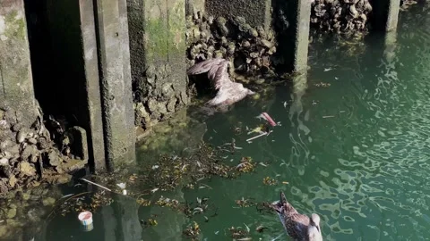Dead Bird Seagull And Plastic Garbage In The Sea Water. Stock Footage 139643941