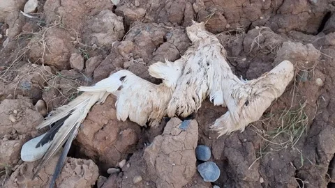 Dead Bird Seagull With Feathers Blowing in the Wind  Stock Footage 225340197