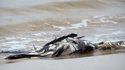 Dead bird on the seashore Bird flu the dangers of bird migration A big dead bird Stock Footage 267900646