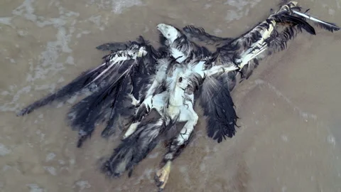 Dead bird, on the seashore. Bird flu. the dangers of animal migration. Video stock 269772612