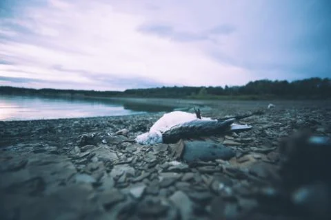 Dead bird on shore. Stock Photos
