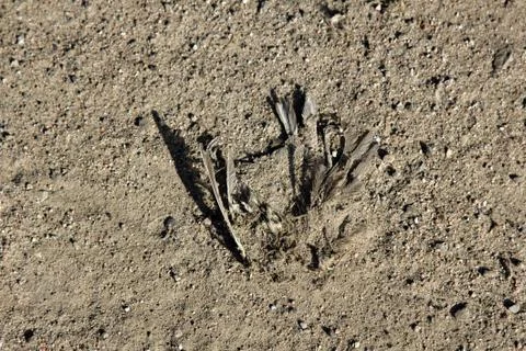Dead bird on side of road Stock-Fotos
