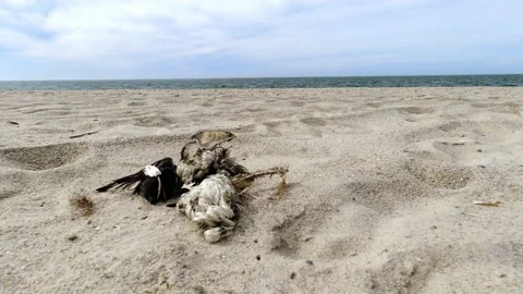 Dead bird skeleton lying on the sand beach. Dead animal Vidéo 232579715